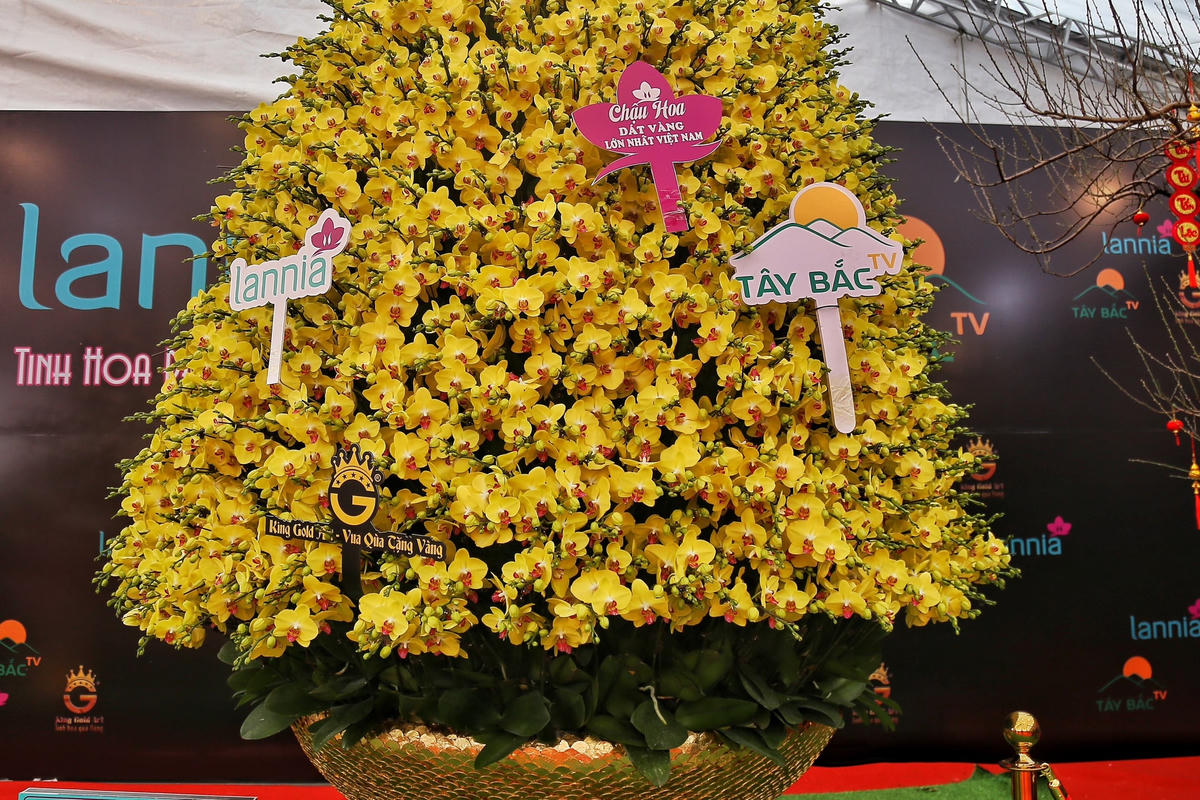 Anh Ngô Hoàng Nghiệp (32 tuổi, chủ chậu lan) cho biết, tác phẩm được lắp ghép từ 3.668 cành hoa lan hồ điệp xuất xứ từ Đà Lạt được trồng trên chậu khảm trai vảy rồng.