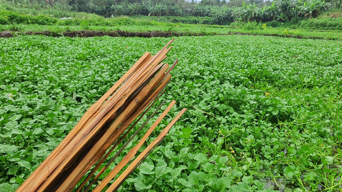 [Ảnh] Nông dân ở Quảng Trị hái lộc đầu năm từ ruộng ‘rau sợ bẩn’