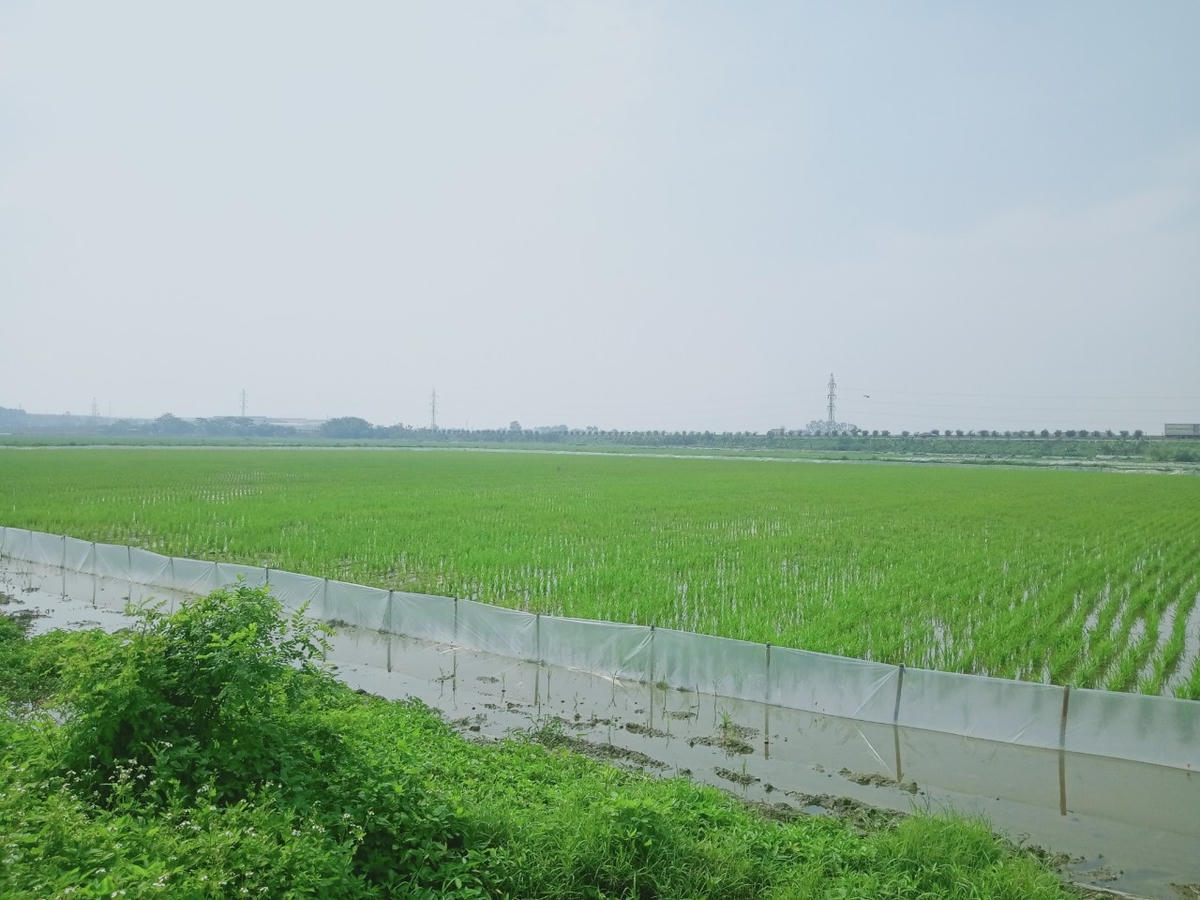 Một phần diện tích dự án người dân vẫn đang trồng lúa nhưng công ty TNHH REQ - Chủ đầu tư dự án đã rao bán, nhận tiền cọc của khách hàng.
