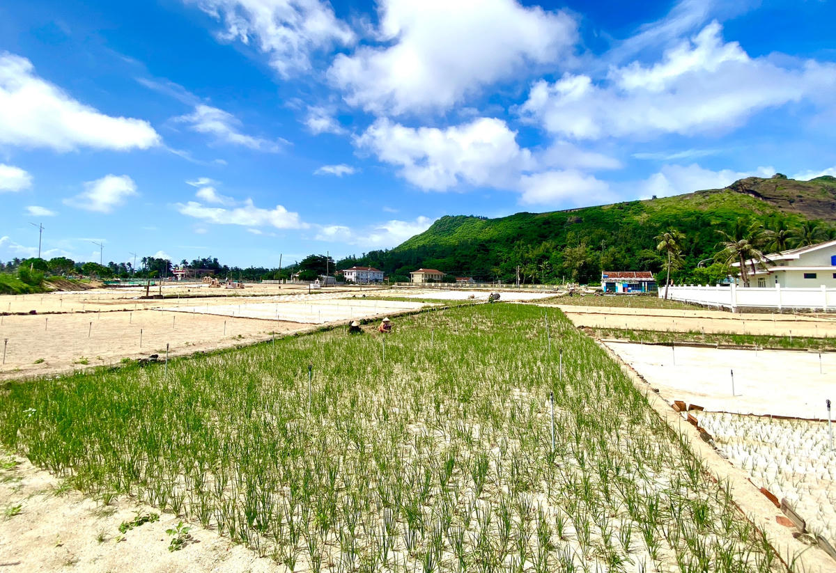 Một góc cánh đồng trồng hành tím ở đảo Lý Sơn.