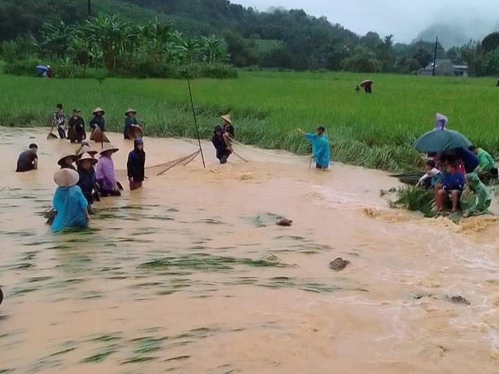 Người dân xã Hóa Quỳ (huyện Như Xuân) ùa ra đồng bắt cá khi nước lũ đang lên.