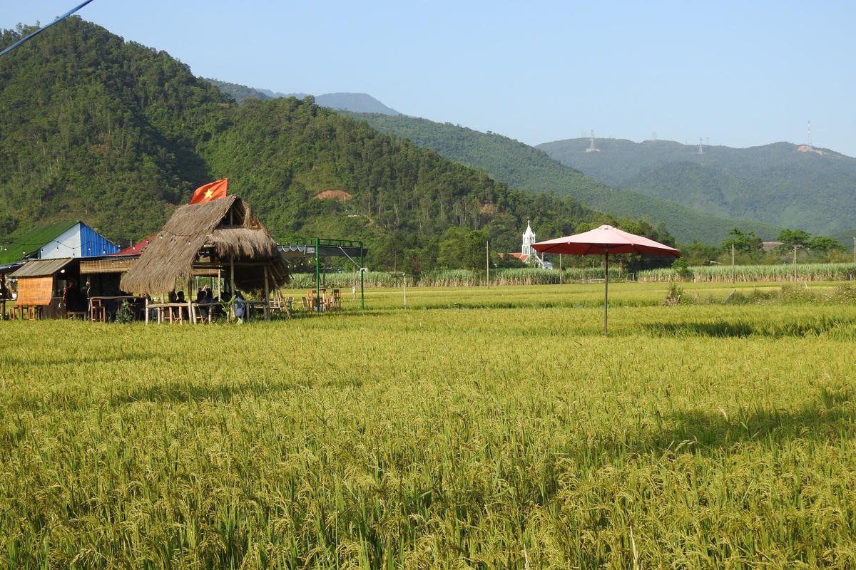 Cà phê "thơ mộng" giữa ruộng lúa. Ảnh Thanh Tùng.