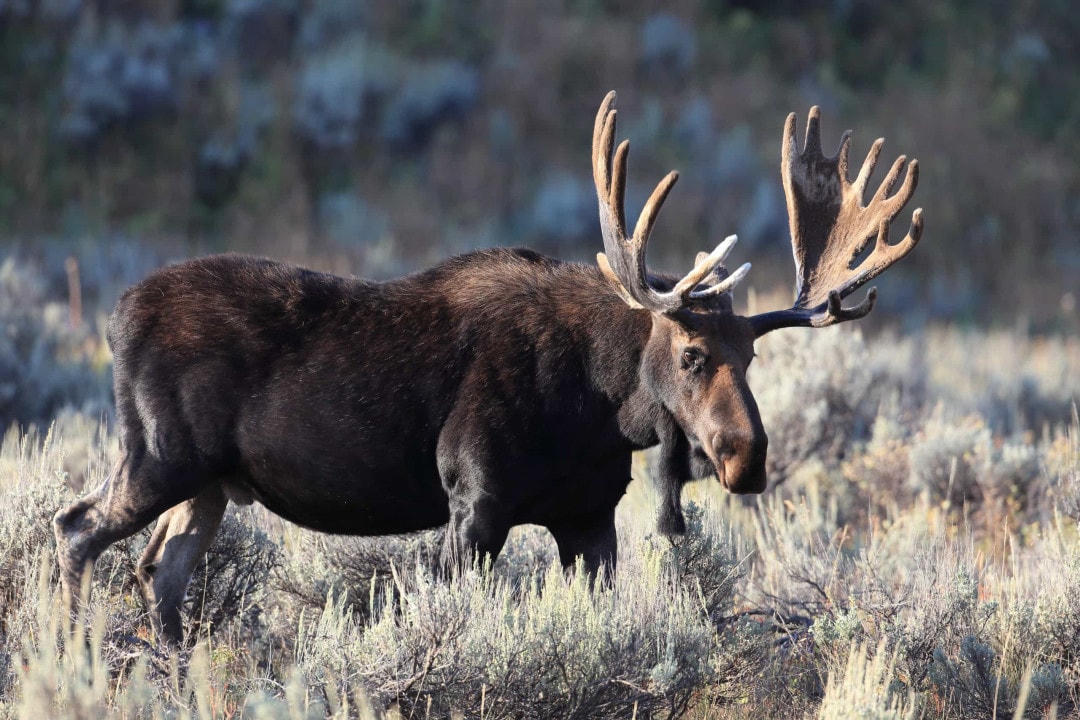 [Ảnh] Những chiếc sừng và gạc ấn tượng trong vương quốc động vật