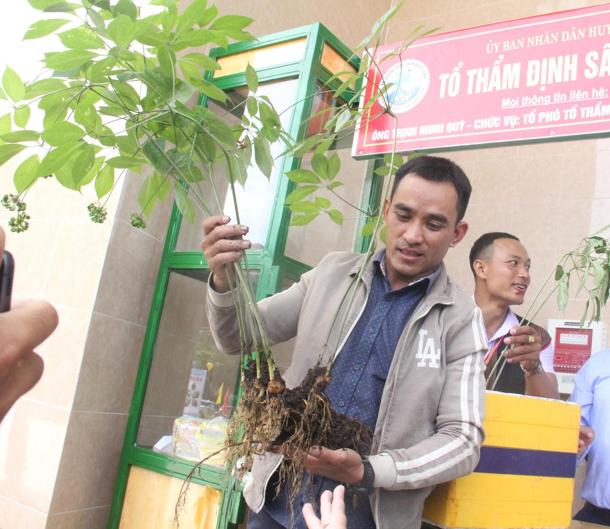 Cây sâm Ngọc Linh có giá gần 1 tỷ đồng cao khoảng 50 cm.