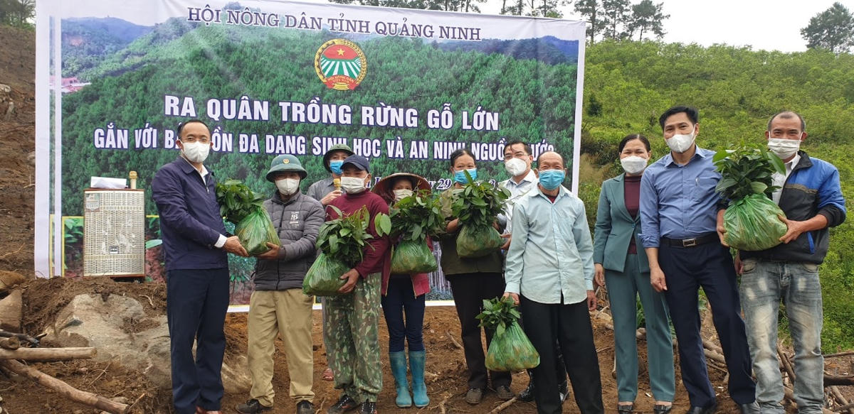 Hội Nông dân Quảng Ninh trao cây quế cho các hộ dân tại huyện Bình Liêu hồi tháng 3/2022.