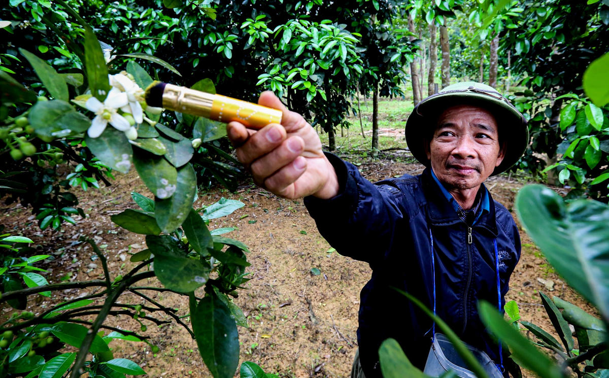 ...còn những cây thấp, người dân sẽ tự dùng tay để thụ phấn.