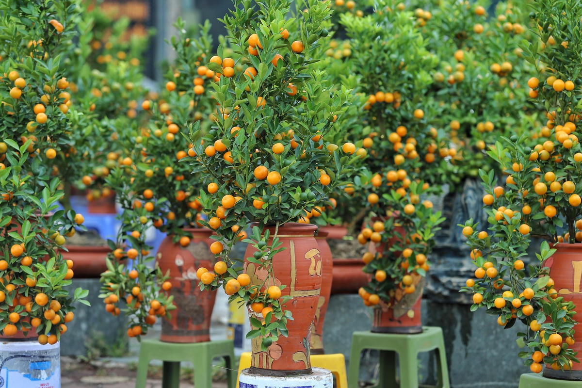 Một cây quất đẹp yêu cầu quả phải căng mọng, quả vàng, lá tươi xanh và nhiều lộc non.