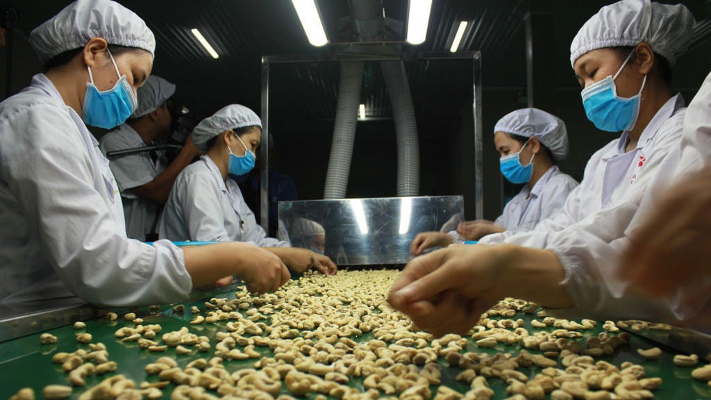 Điều là một trong những mặt hàng bị lừa đảo khi xuất khẩu. Ảnh: CHÍ NHÂN.