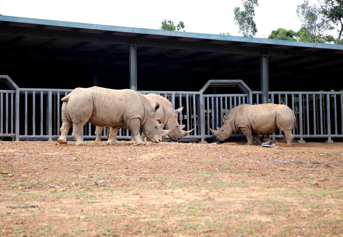 Công viên Chăm sóc và Bảo tồn Động vật Vinpearl Safari Phú Quốc nuôi dưỡng nhiều cá thể tê giác quý. 
