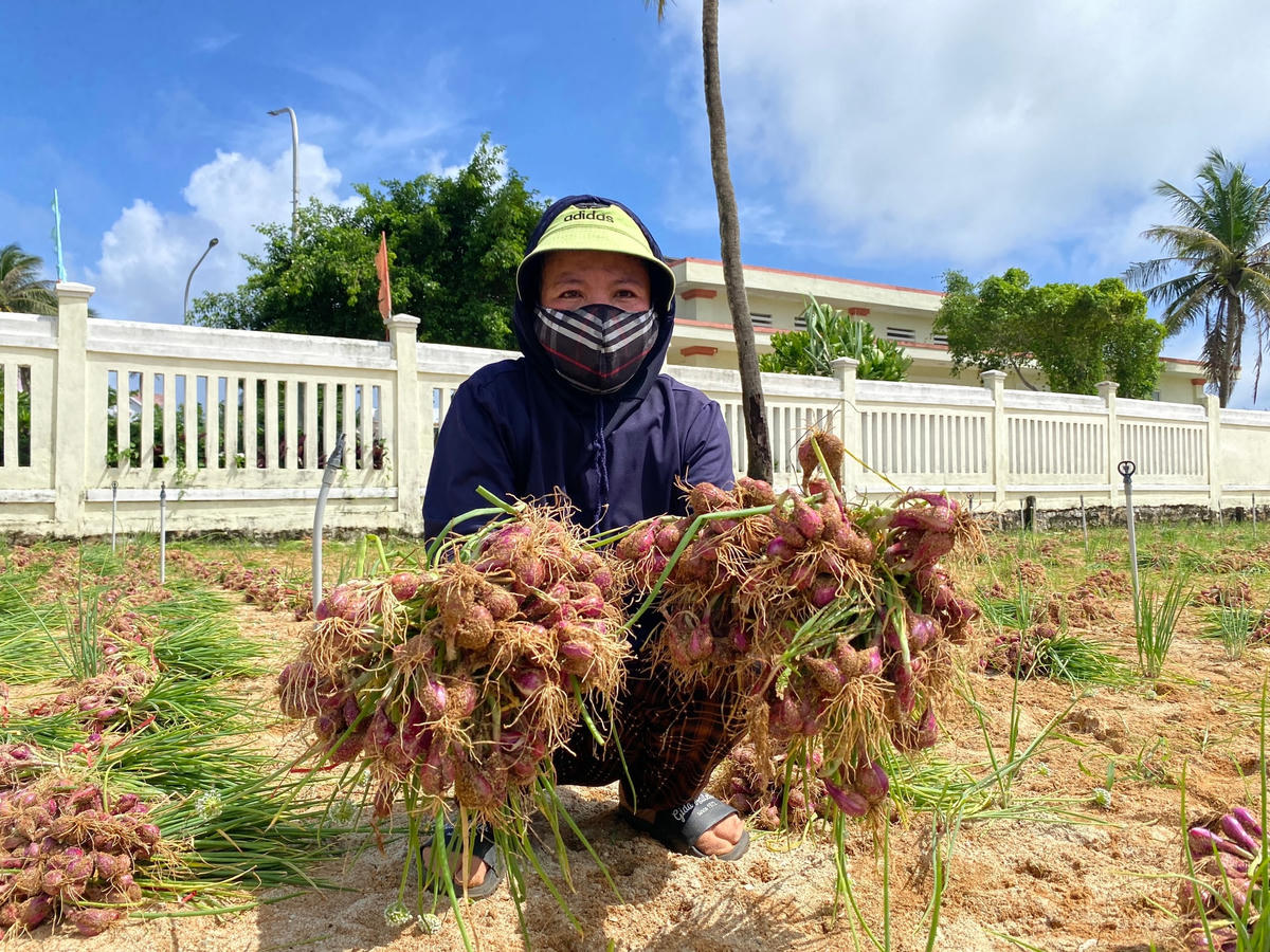 Bà Hoàng Thị Hương đang thu hoạch hành tím.