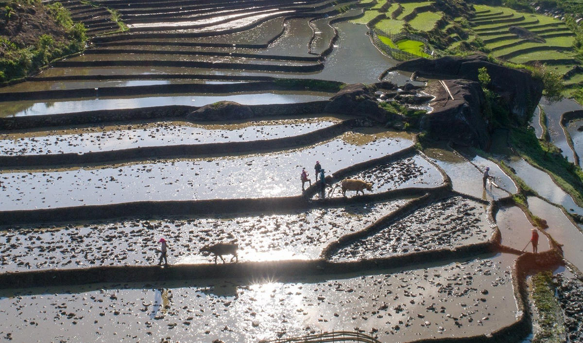 Sau những ngày hạn hán, lợi dụng có nước người dân bắt đầu cày, cuốc, chuẩn bị cho vụ mới. Ảnh Phạm Bằng