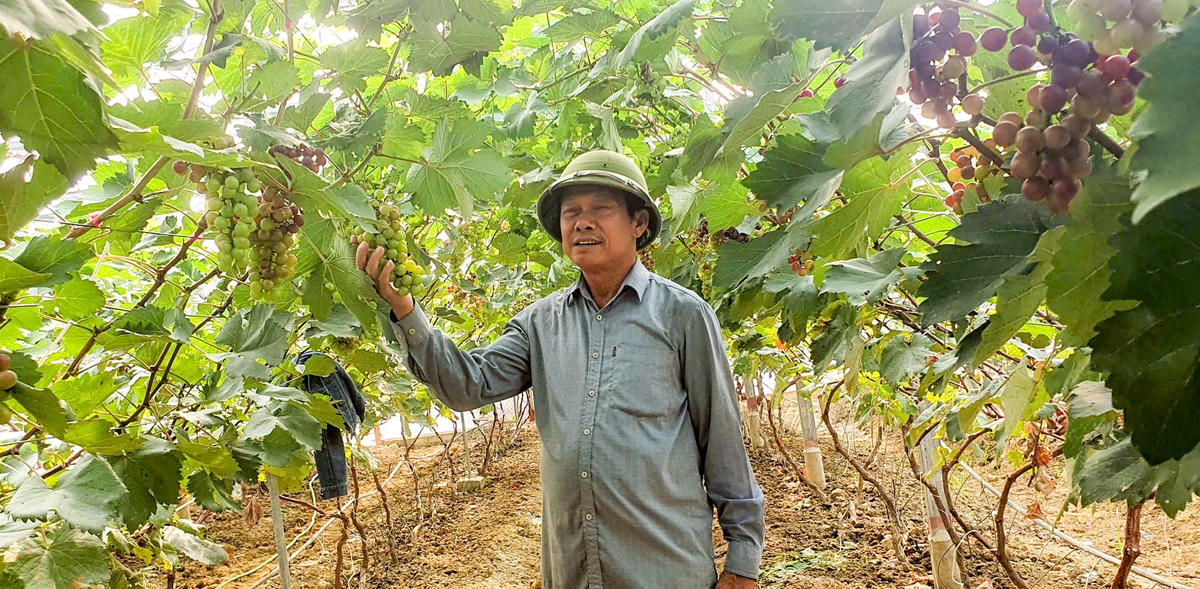 Cựu chiến binh Lê Văn Bình vẫn không từ bỏ mà kiên định với ý chí làm giàu ngay trên mảnh đất quê hương bởi mô hình trồng nho hạ đen. Ảnh: Cẩm Kỳ