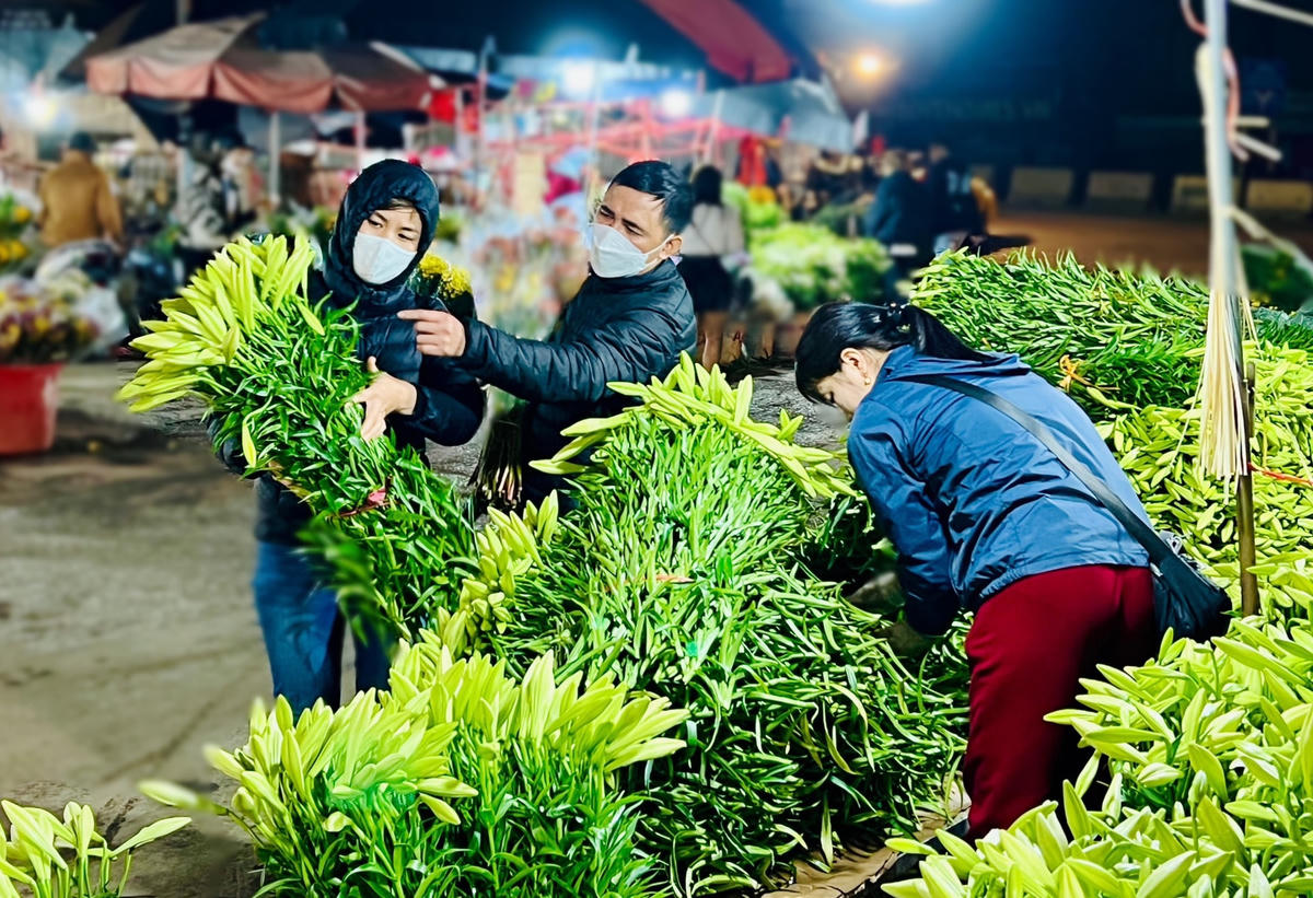 Nông dân ngoại thành Hà Nội kiếm chục triệu nhờ hoa loa kèn