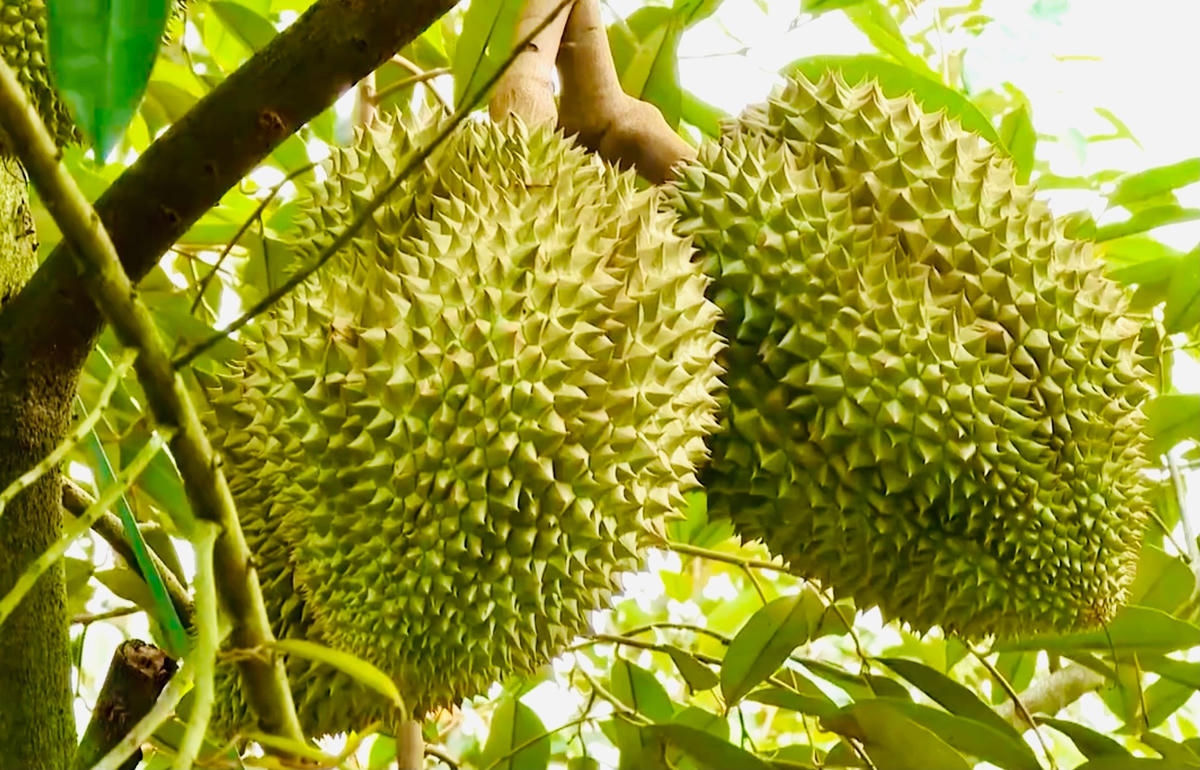 Giá sầu riêng tăng mạnh, người dân ồ ạt chuyển đổi sang trồng sầu riêng.