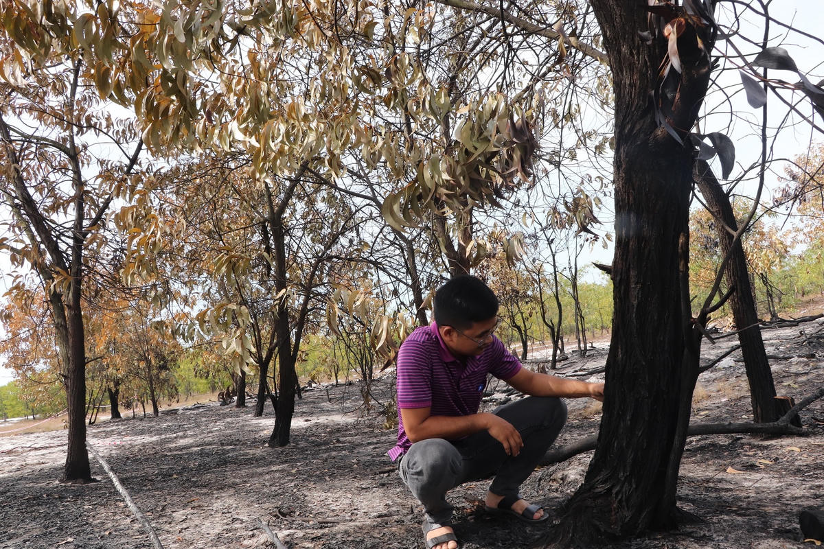 Một cây keo bị cháy đen toàn thân và xung quanh có những cây bị sém lá.