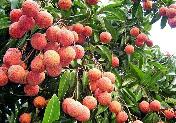 Vải thiều Thanh Hà (Hải Dương).