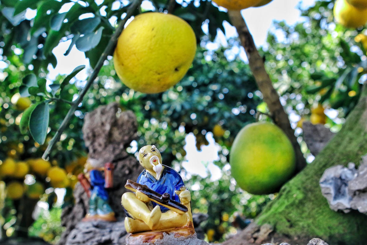 [ẢNH] Ghé thăm vườn bưởi cảnh tiền tỷ tại Hưng Yên