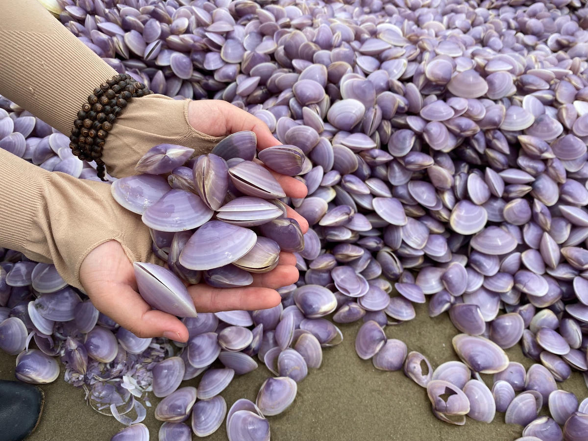 Theo người dân địa phương, loại ngao có vỏ màu hồng này là ngao giấy sống ở vùng rạn san hô của Nghi Sơn. Trong sáng nay, có hàng chục người dân đã ra biển nhặt ngao về ăn, họ nhặt được cả ngao sống và bỏ lại ngao chết.