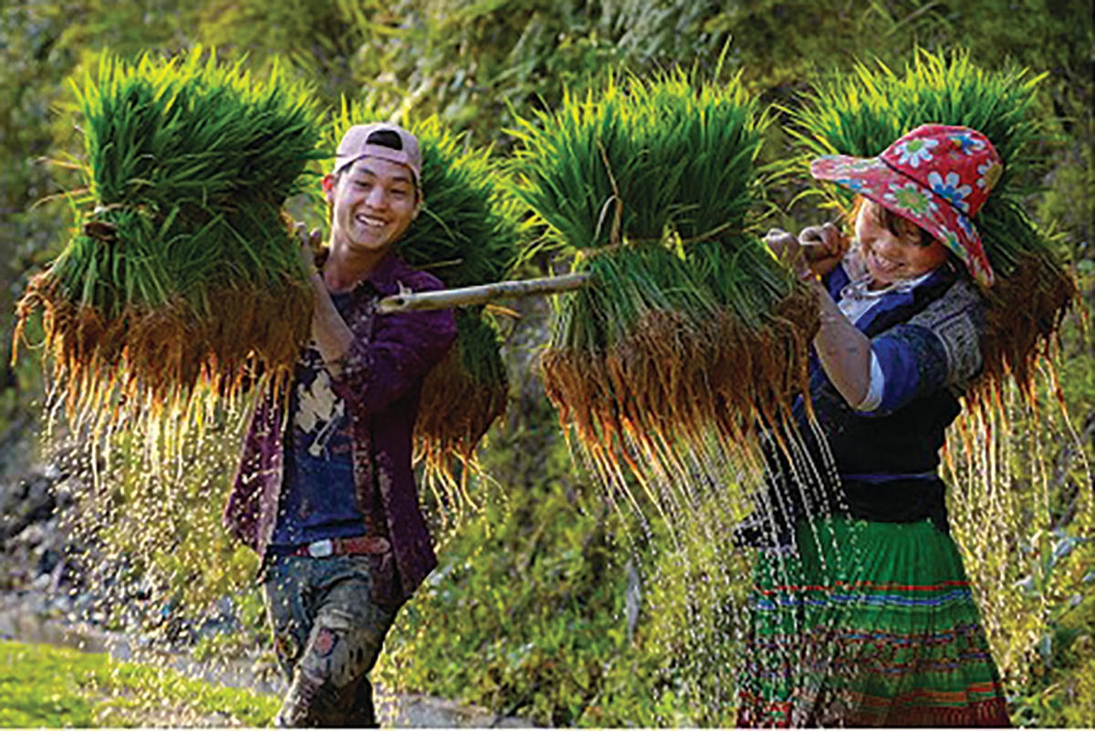 Tác phẩm “Mùa cấy” của Võ Văn Hoàng.  