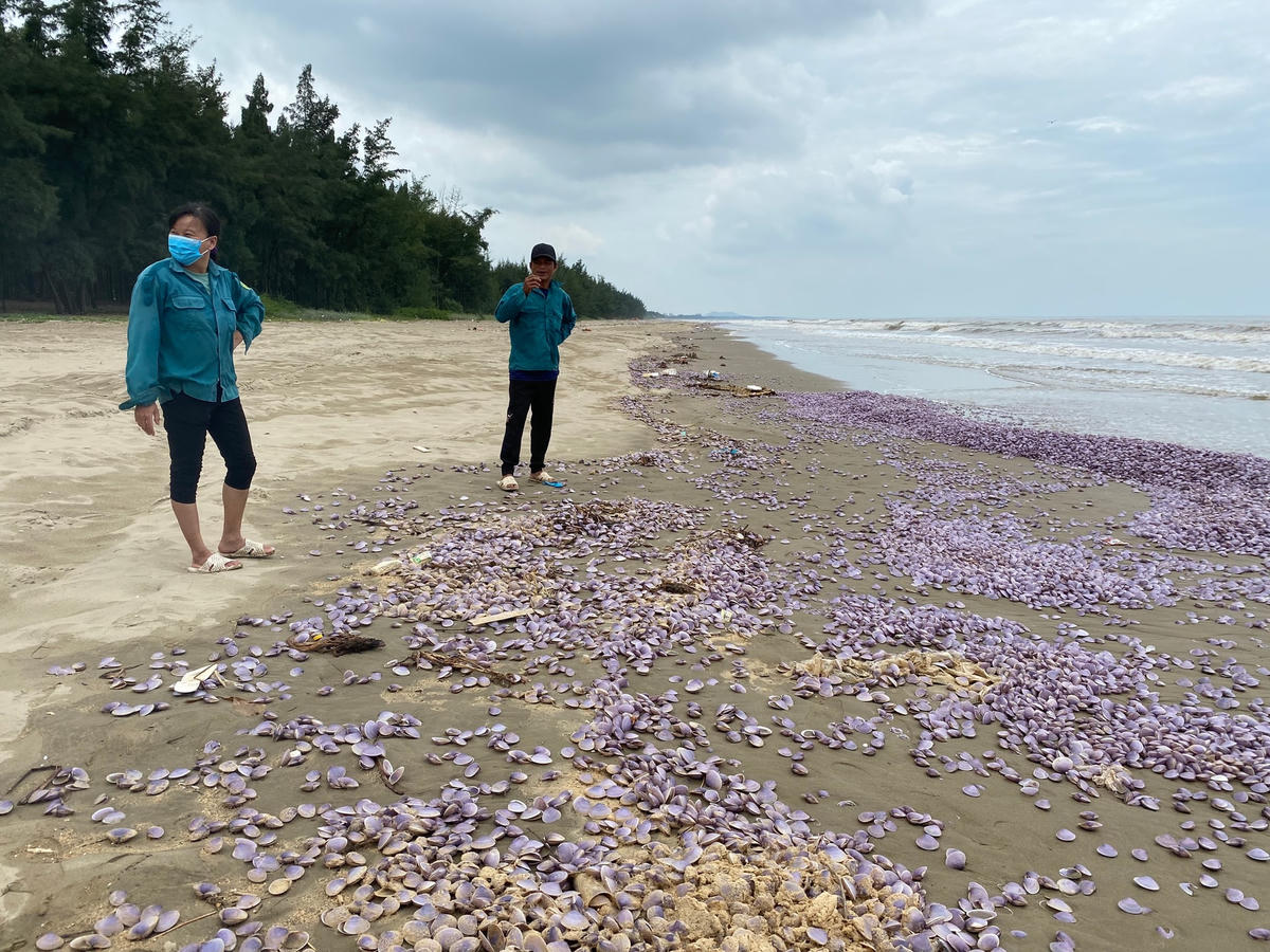 Trước tình trạng người dân địa phương tự ý xuống bãi biển thu nhặt ngao về ăn, chính quyền địa phương khuyến cáo bà con không nên thực hiện hành động này vì chưa có kết luận chính thức từ cơ quan chức năng.