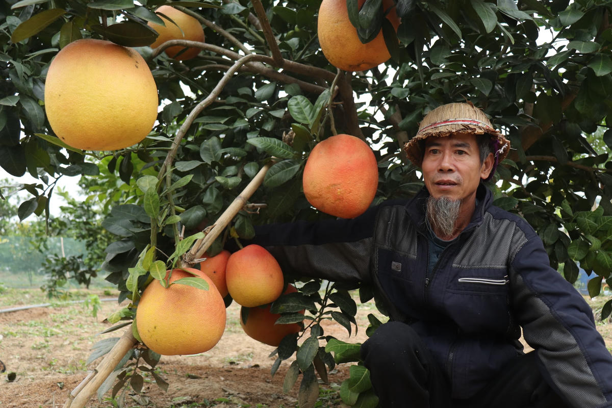 “Vào những ngày giáp Tết, khách đến mua lẻ về làm quà biếu nhiều, nên việc lựa chọn những quả to đẹp để lại rất có giá. Có cặp quả đẹp, giá lên tới 400.000 - 500.000 đồng, thậm chí nếu khách đã ưng thì sẵn sang trả giá có giá hơn 1.000.000 đồng. Vườn bưởi nhà tôi năm nay trồng nhiều hơn năm ngoái, ước tính thu về cũng độ khoảng trên 500 triệu đồng”, ông Tư bộc bạch.