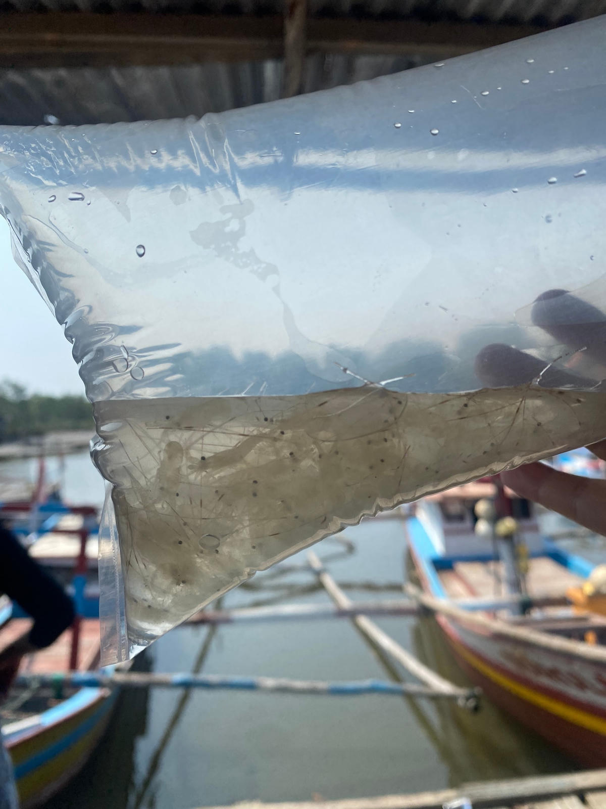 Mẫu tôm hùm giống tại Indonesia sắp được đưa về Việt Nam nuôi trồng.