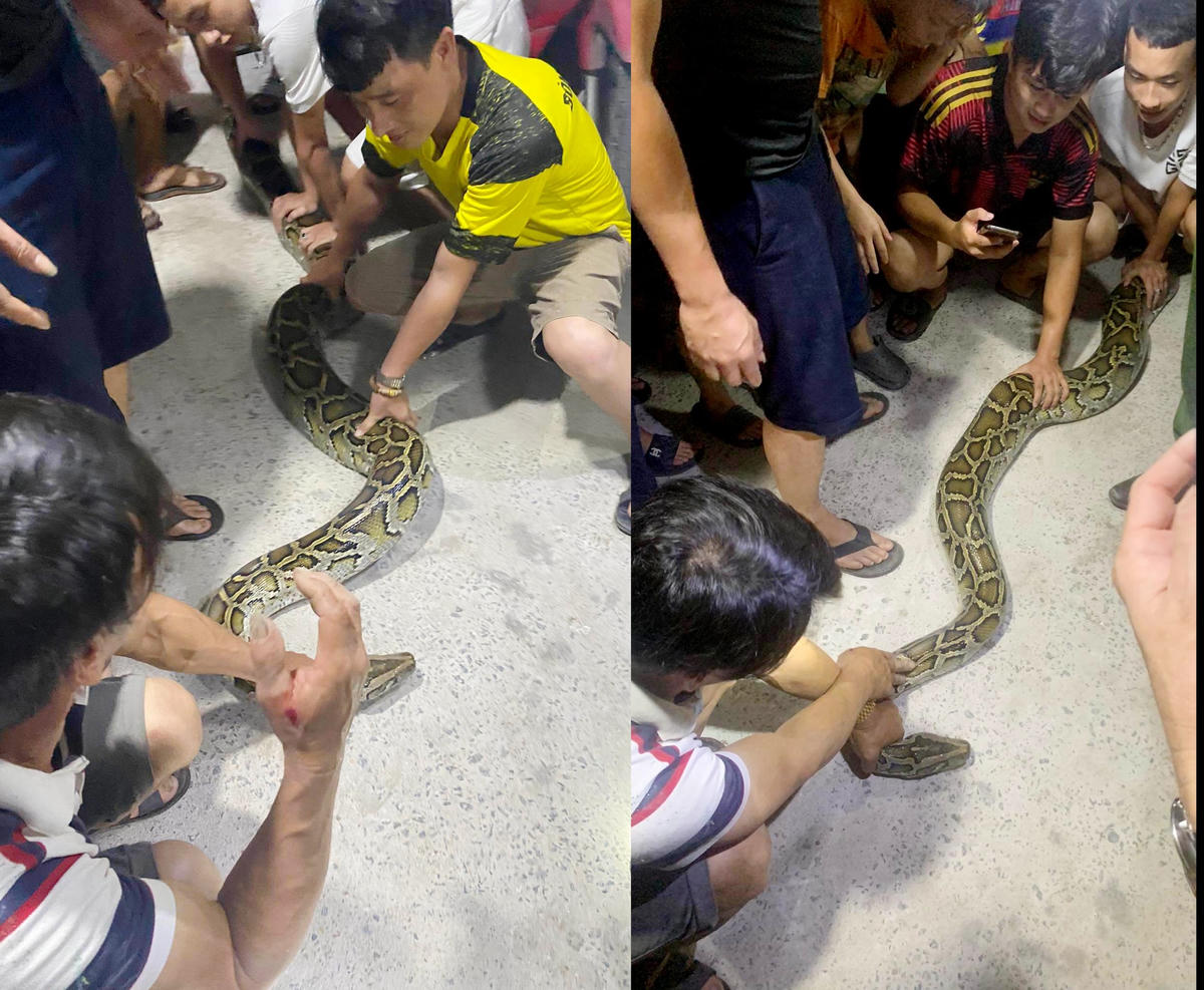 Lực lượng chức năng bắt thành công cá thể trăn nặng khoảng 45 kg.