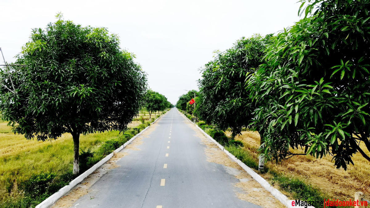 Con đường về thôn Hòa Mỹ đẹp như tranh vẽ.