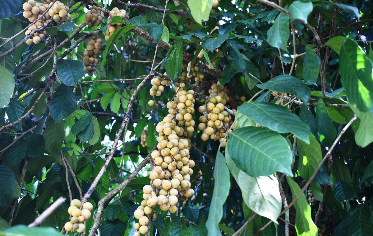 Những chuỗi trái bòn bon vàng óng trên cây.