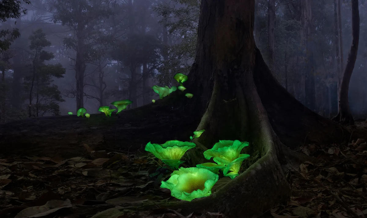 Ánh sáng xanh lục mà chúng phát ra là kết quả của tương tác luciferin - luciferase.