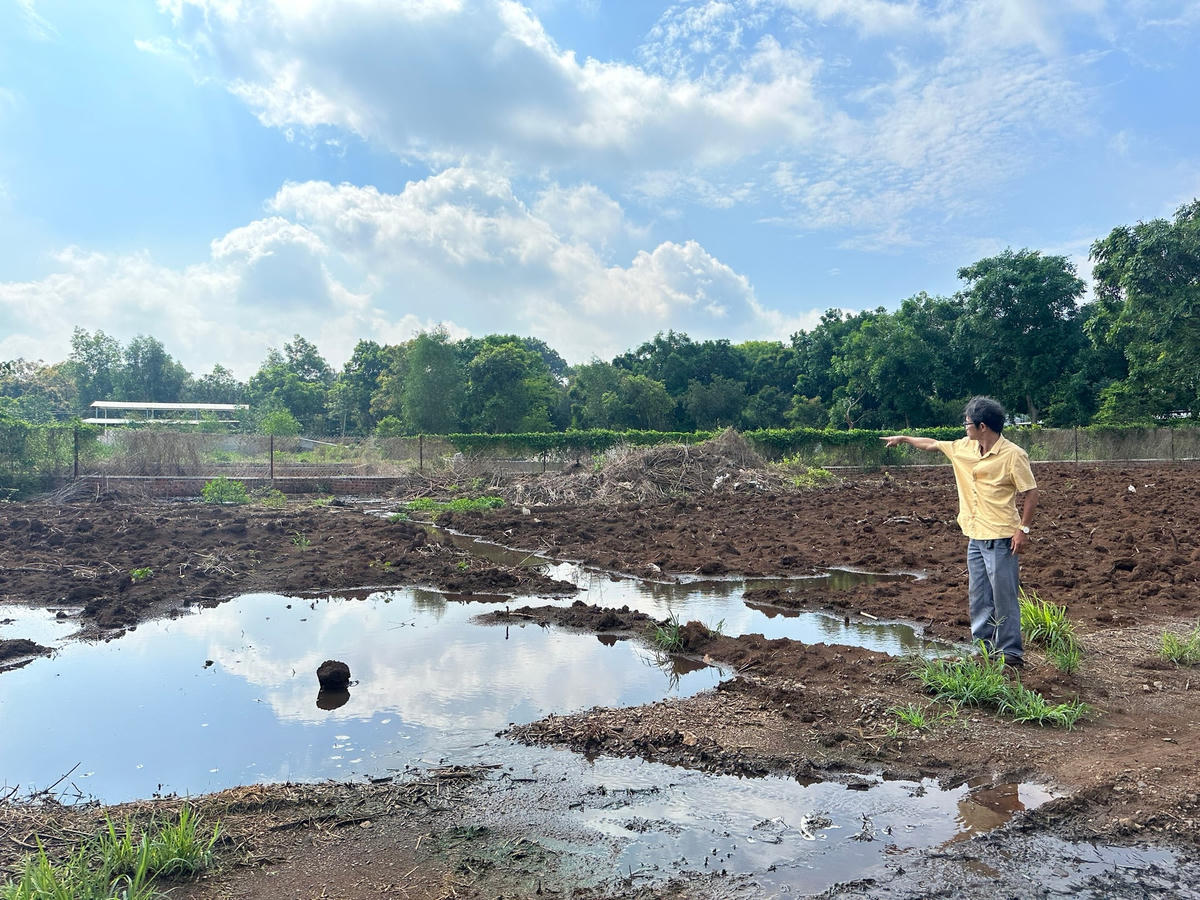 Ông P.X.Th, bức xúc chỉ về phía trại heo xả thải trực tiếp ra môi trường không qua xử lý. Ảnh: Mạnh Thìn.