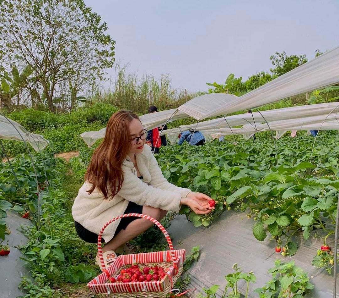 Du lịch trải nghiệm nông nghiệp góp phần nâng cao giá trị nông sản.