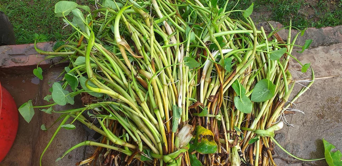 Ngó khoai mọc vào mùa xuân và giờ thì món canh ngó khoai đã trở thành đặc sản.  