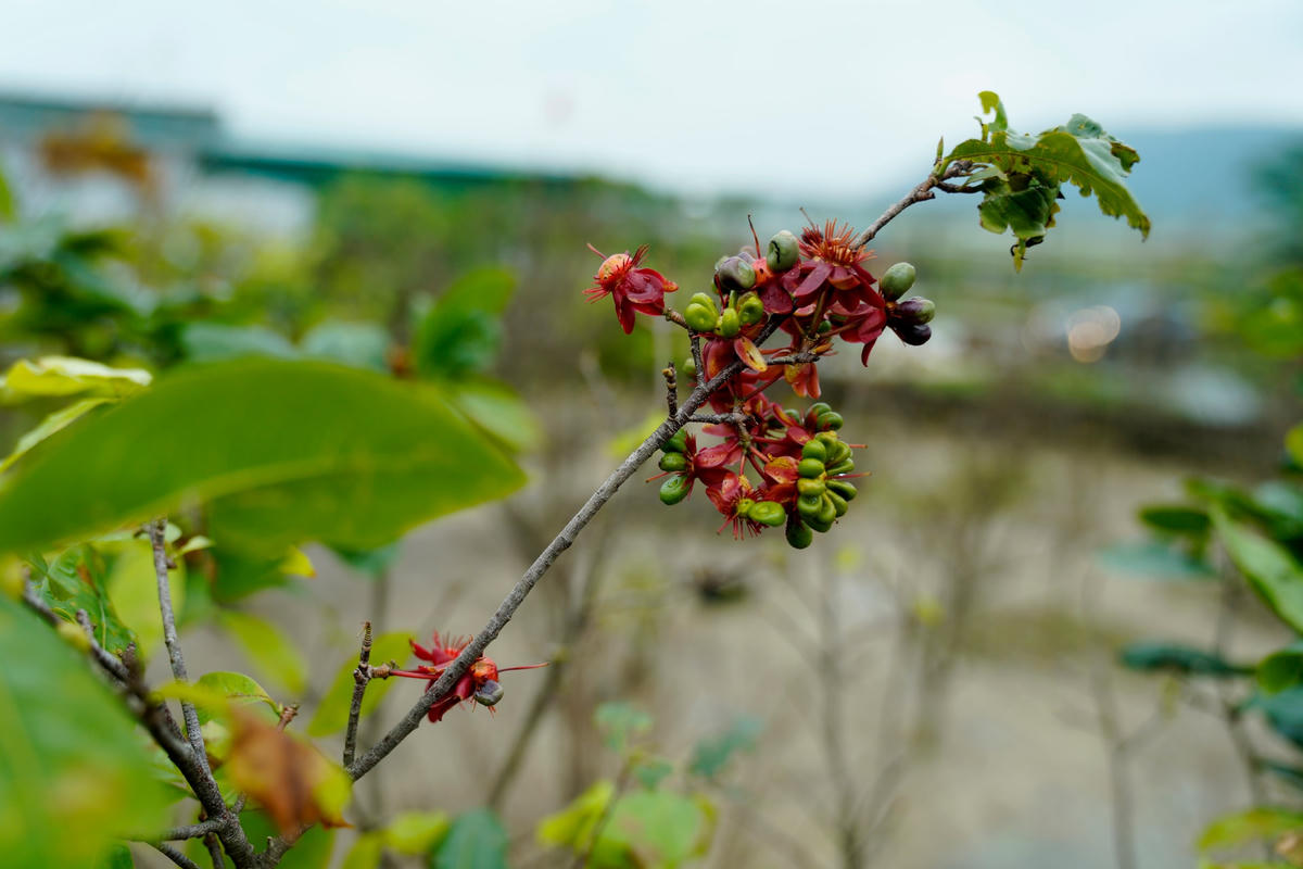 Nhiều gốc mai đã tàn hoa và bắt đầu đậu quả.
