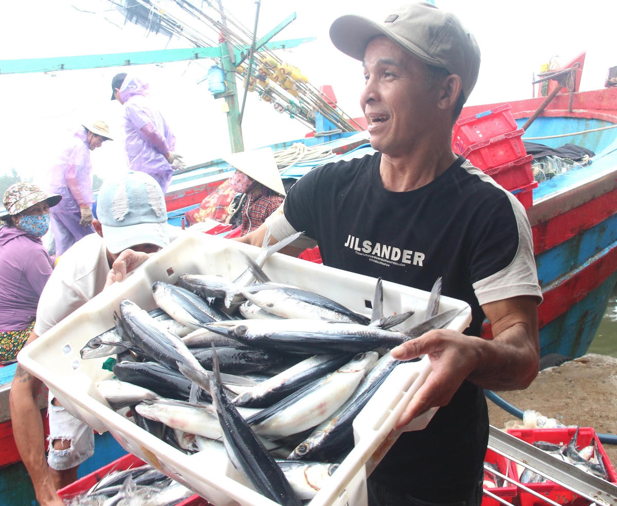 Cá về từ biển Hoàng Sa.