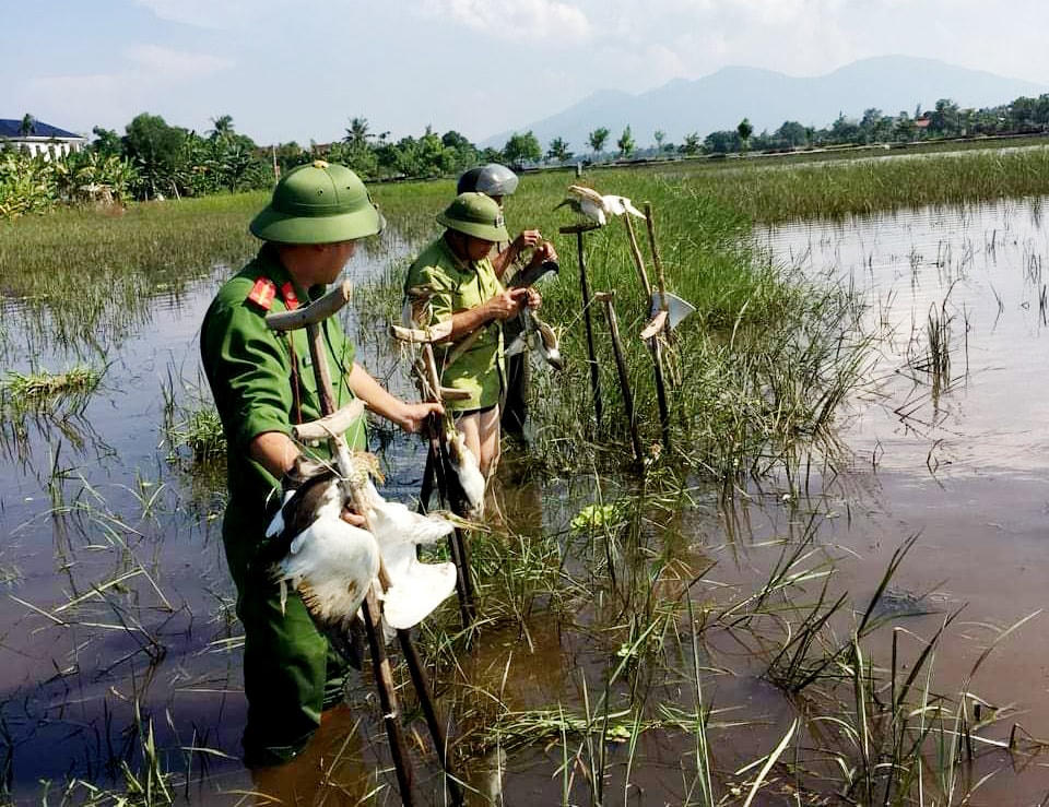 Lực lượng chức năng đang cứu giúp những con chim đi tránh bão bị vướng vào dụng cụ bẫy chim.  