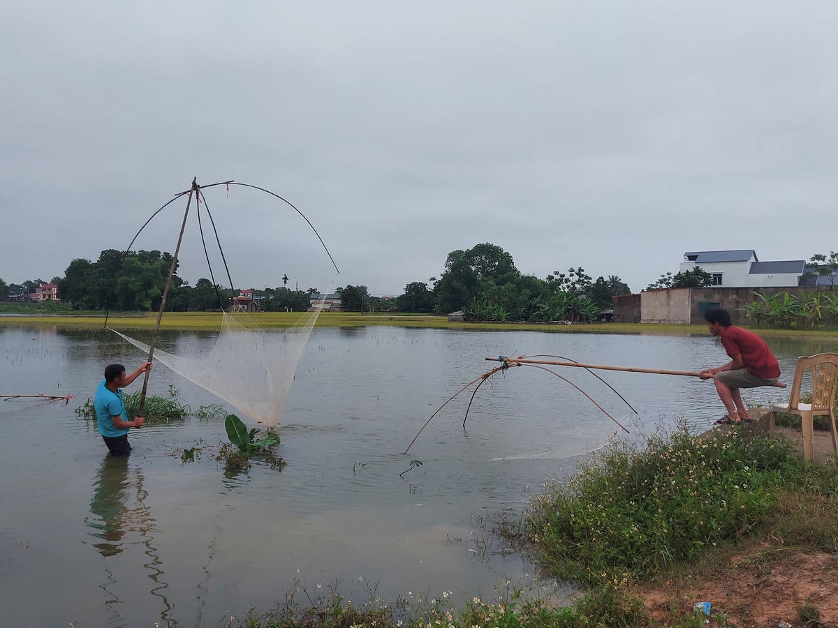 Một số người dân thích thú mang vó ra kéo khi cá vượt ao, hồ ra ruộng.