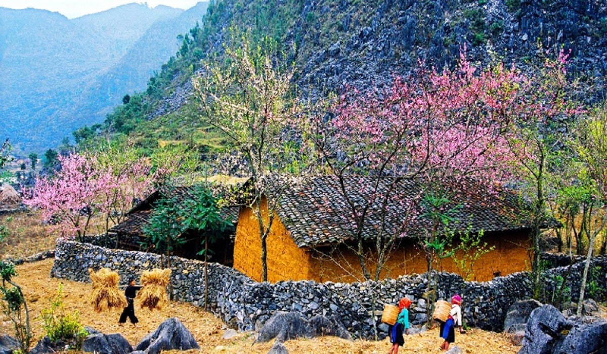 Cao nguyên đá Đồng Văn mỗi độ Xuân về.