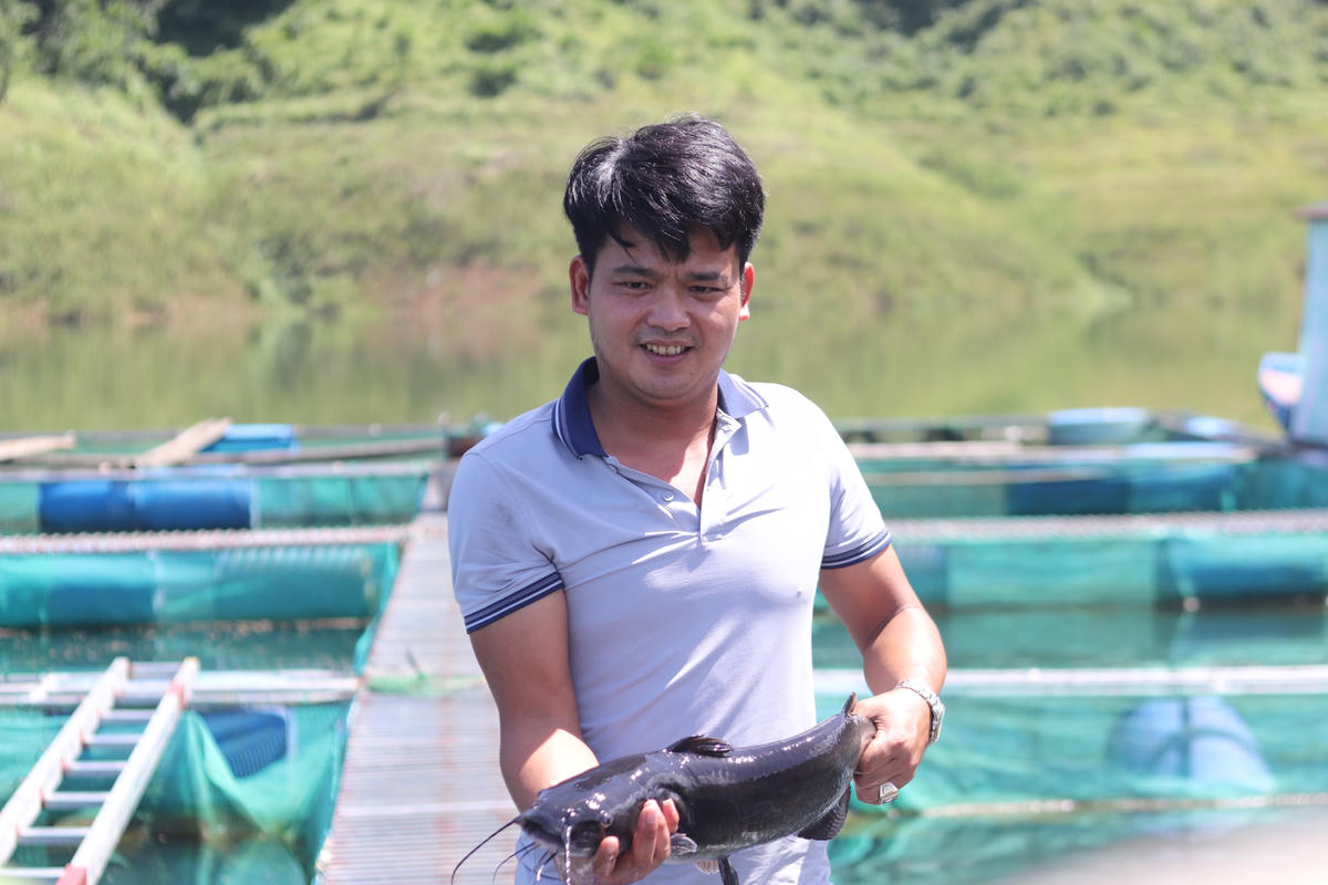 Anh Nguyễn Văn Sinh, Giám đốc HTX Dịch vụ nuôi trồng thủy sản hồ Cửa Đạt kể, vào năm 2018, khi biết huyện có đề án nuôi cá lồng, anh liền đầu tư lồng, bè để nuôi. Từ đó, nghề nuôi cá lồng trên lòng hồ bắt đầu chuyển mình. Những lứa đầu tiên, cá chết do nuôi không đúng kỹ thuật rồi dịch bệnh. Có lúc, lồng bị rách khiến cả vạn con cá lăng thoát hết ra hồ, hàng trăm triệu đồng gia đình đầu tư đổ sông, đổ biển" - anh Sinh nhớ lại.