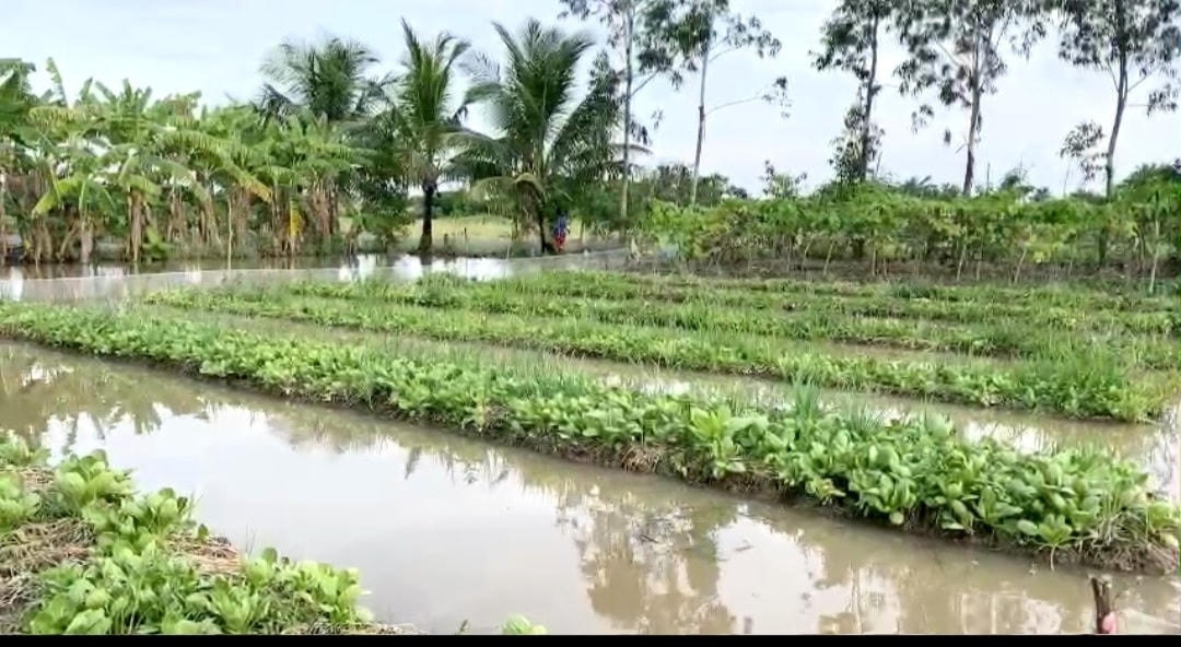 Nhiều hoa màu của người dân ở các xã Vĩnh Trạch Đông, Hiệp Thành, TP Bạc Liêu bị ngập nước thiệt hại.