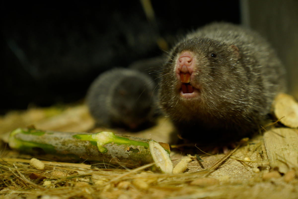 Dúi là động vật hoang giã nhưng rất dễ thuần chủng.