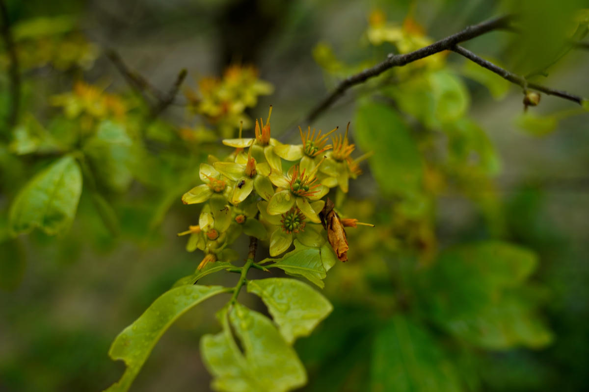 Nhiều gốc mai hoa đã nở từ lâu và bắt đầu rụng cánh.