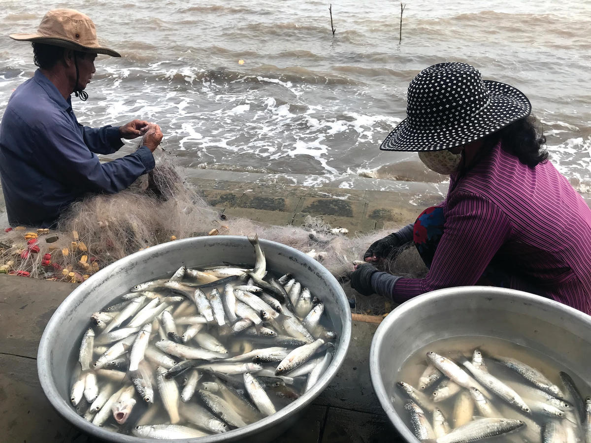 Cá đối mang đến sinh kế cho người dân ven cửa biển miền Tây Nam bộ.  