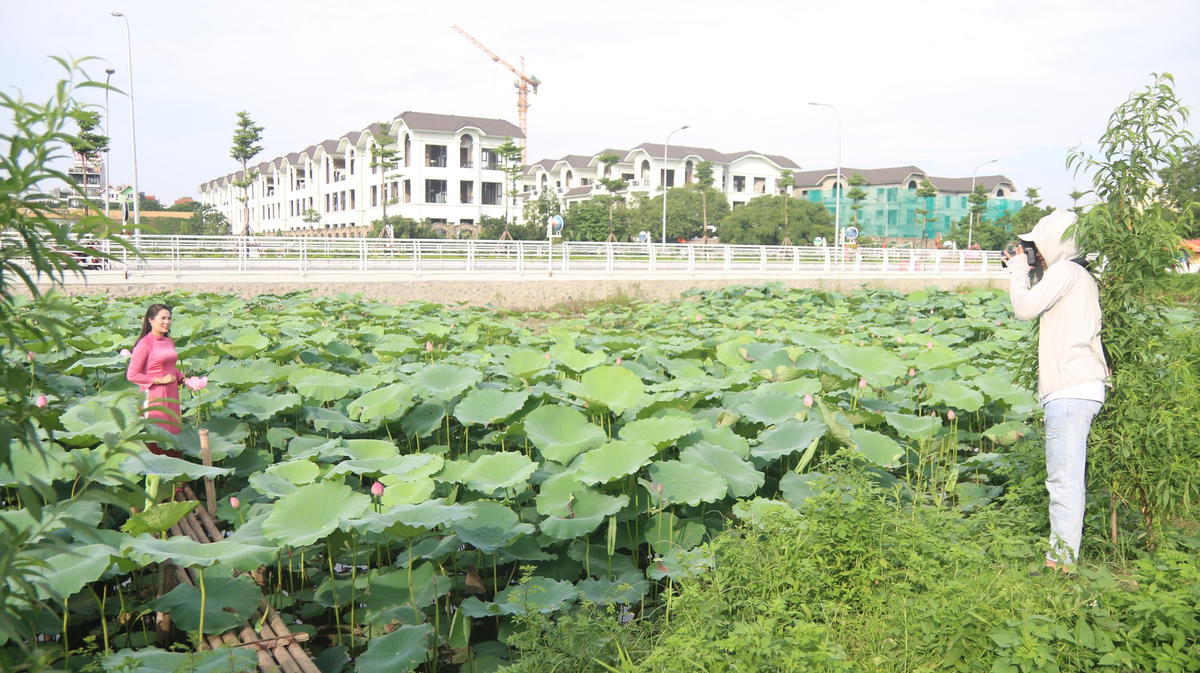 Từ hồ sen, người dân có thể thấy được quang cảnh phố đi bộ Trịnh Công Sơn ở bên cạnh.Thời tiết tại Hà Nội trong những ngày gần đây khá nhiều nắng thích hợp cho việc chụp hình.