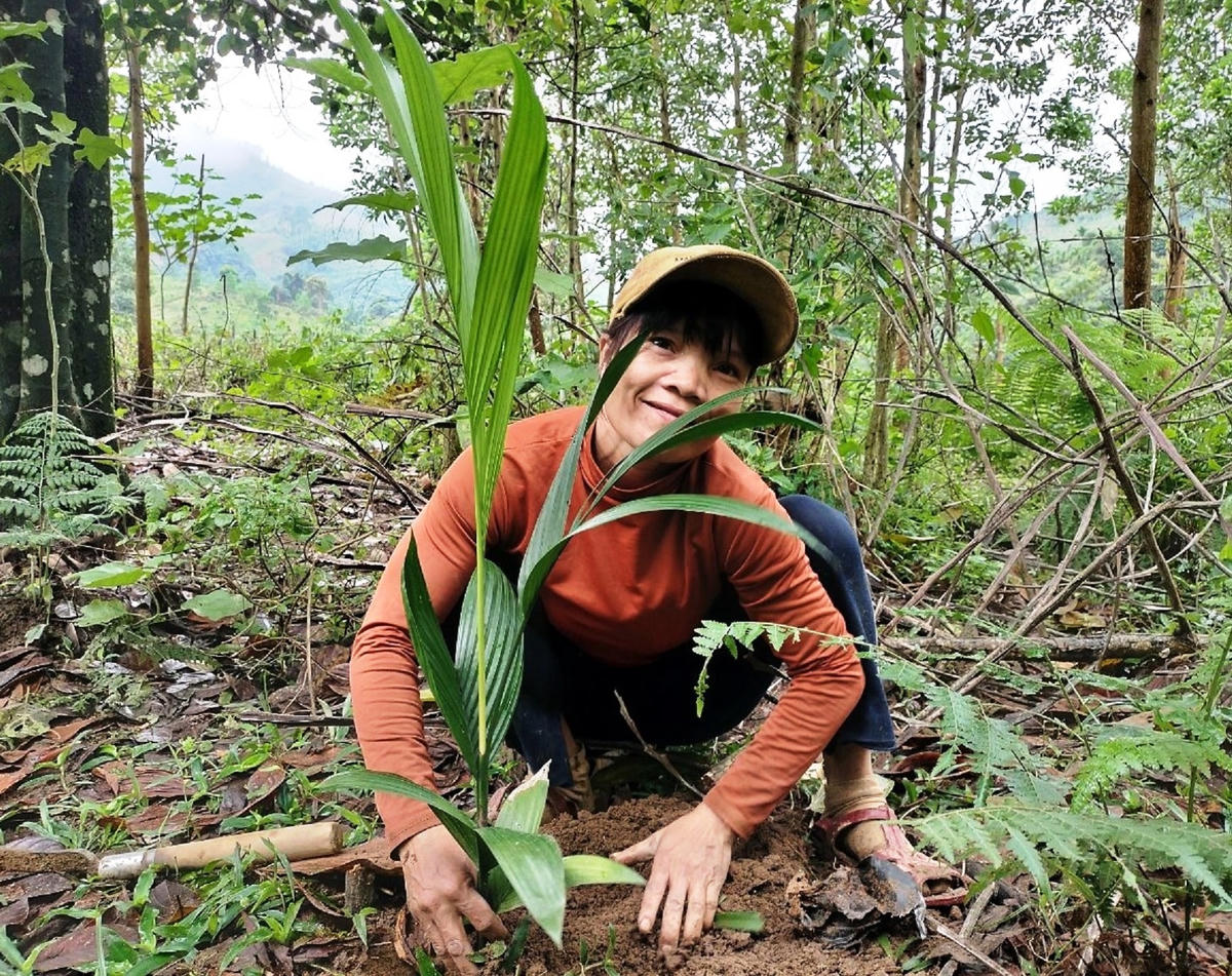 Chị Hồ Thị Tiên trồng cau.  