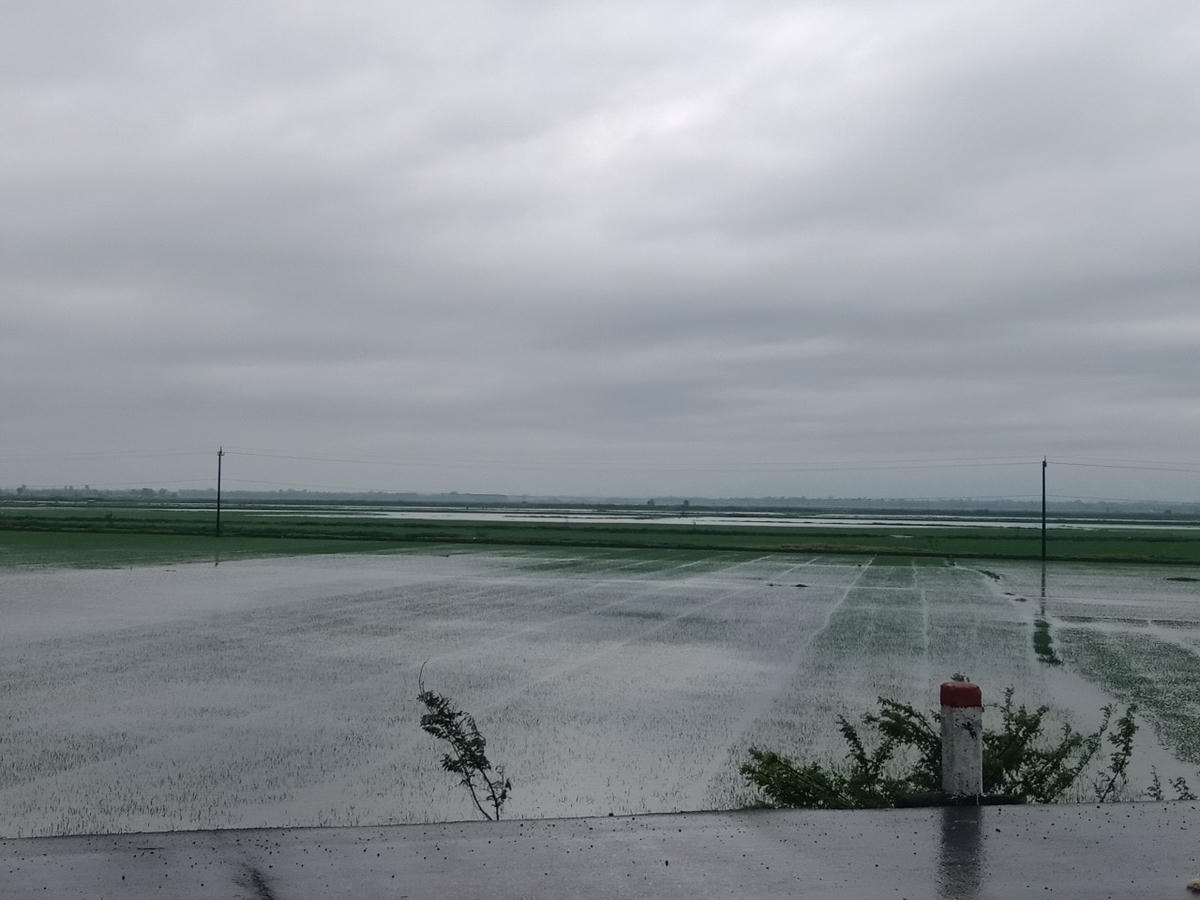 Diện tích lúa bị ngập được gieo sạ khoảng 1 tháng trước.