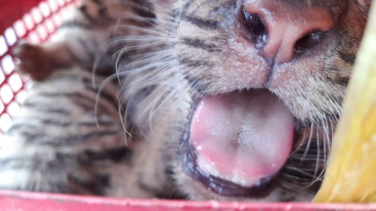 Trong đó, có nhiều cá thể còn sống.