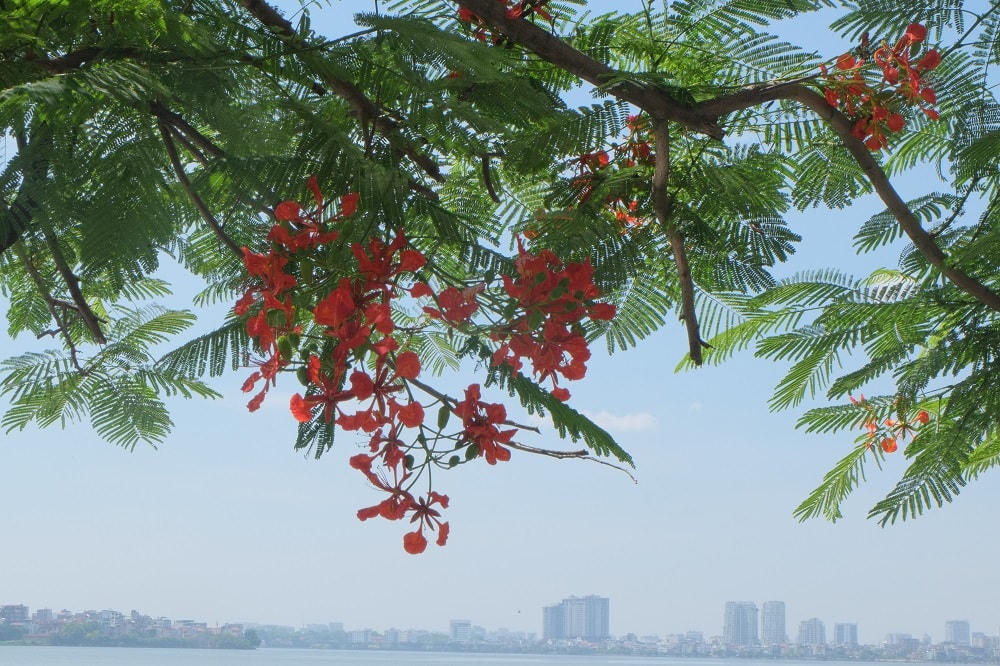 Hà Nội rực rỡ sắc hoa mùa hạ