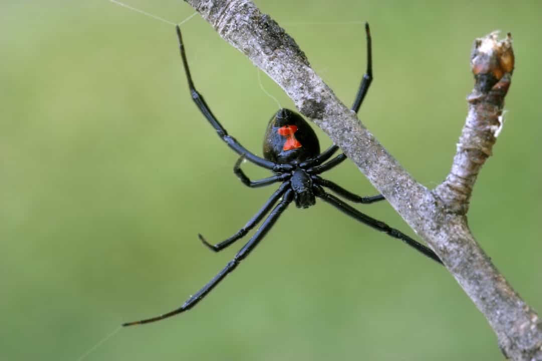 [ẢNH] Những hành vi kỳ lạ nhất trong vương quốc động vật
