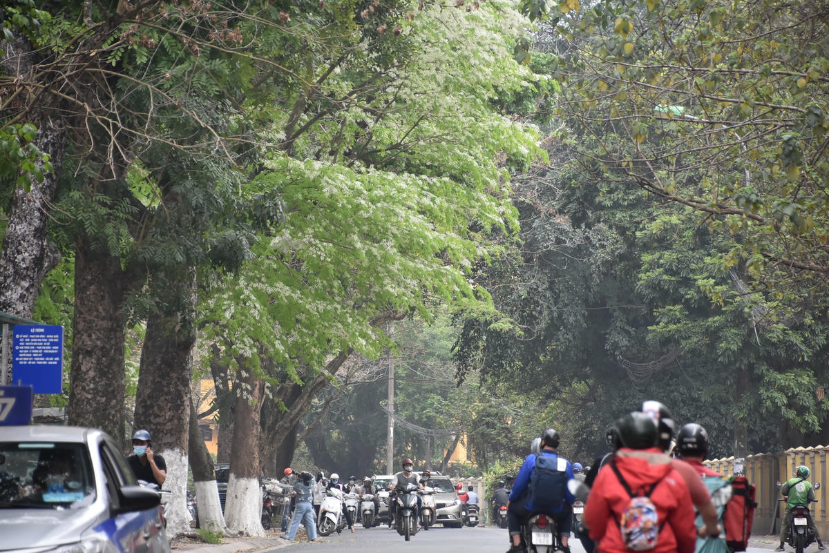 Hoa sưa nở trắng trên đường Hoàng Hoa Thám.